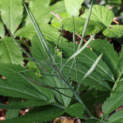 Fiederblättrige Zahnwurz / Cardamine heptaphylla